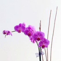 Orhideja